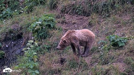 Kodiak Alaska Brown Bears Live Webcam - Aug 2, 2026, 10:20pm AKDT