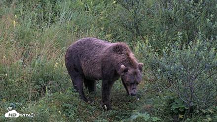 Kodiak Alaska Brown Bears Live Webcam - Aug 17, 2026, 7:29am AKDT
