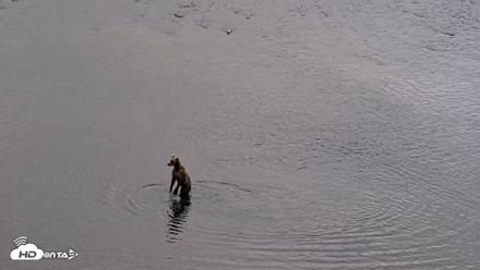 Kodiak Alaska Brown Bears Live Webcam - Aug 20, 2026, 8:29pm AKDT