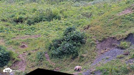Kodiak Alaska Brown Bears Live Webcam - Aug 4, 2026, 4:03pm AKDT