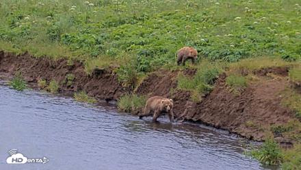 Kodiak Alaska Brown Bears Live Webcam - Jul 27, 2026, 2:51pm AKDT