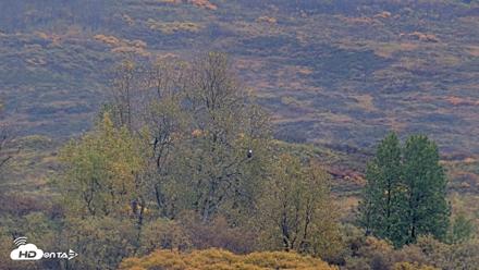 Kodiak Alaska Brown Bears Live Webcam - Oct 4, 2026, 2:55pm AKDT