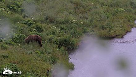 Kodiak Alaska Brown Bears Live Webcam - Jul 21, 2026, 6:33pm AKDT