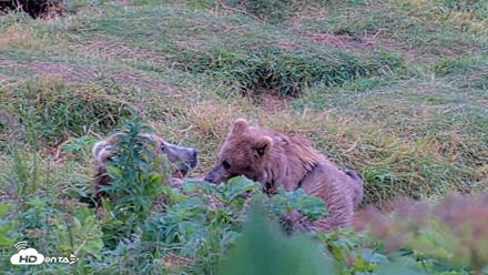 Kodiak Alaska Brown Bears Live Webcam - Aug 13, 2026, 11:20am AKDT