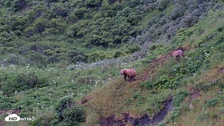 Kodiak Alaska Brown Bears Live Webcam - Jul 17, 2026, 7:15am AKDT