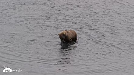 Kodiak Alaska Brown Bears Live Webcam - Aug 27, 2026, 2:51pm AKDT