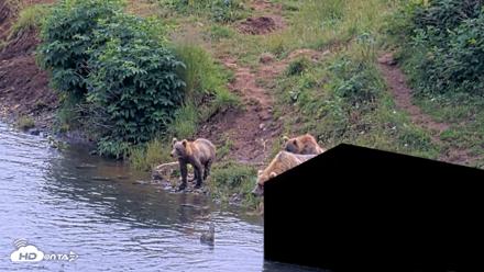 Kodiak Alaska Brown Bears Live Webcam - Aug 9, 2026, 3:53pm AKDT