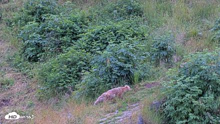 Kodiak Alaska Brown Bears Live Webcam - Aug 4, 2026, 8:18pm AKDT