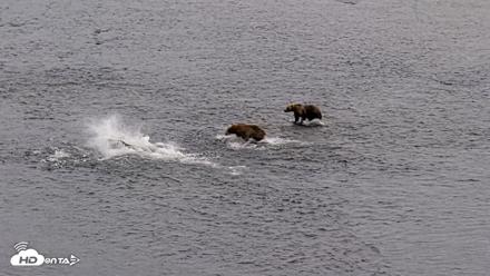 Kodiak Alaska Brown Bears Live Webcam - Aug 9, 2026, 8:57pm AKDT