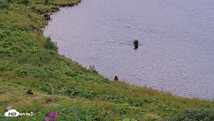 Kodiak Alaska Brown Bears Live Webcam - Aug 6, 2026, 7:03am AKDT