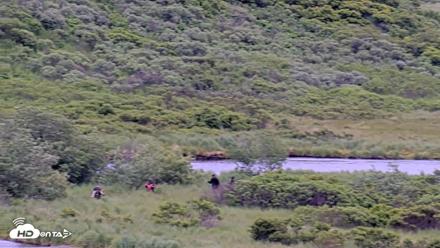 Kodiak Alaska Brown Bears Live Webcam - Jul 12, 2026, 2:17pm AKDT