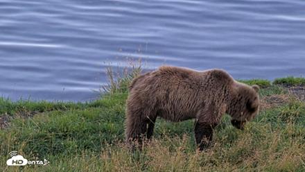 Kodiak Alaska Brown Bears Live Webcam - Aug 26, 2026, 8:35pm AKDT