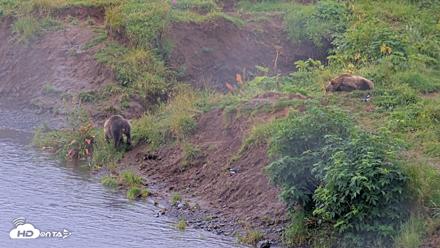Kodiak Alaska Brown Bears Live Webcam - Aug 14, 2026, 10:21am AKDT