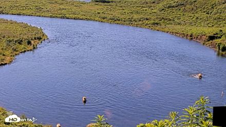 Kodiak Alaska Brown Bears Live Webcam - Jul 30, 2026, 10:32am AKDT