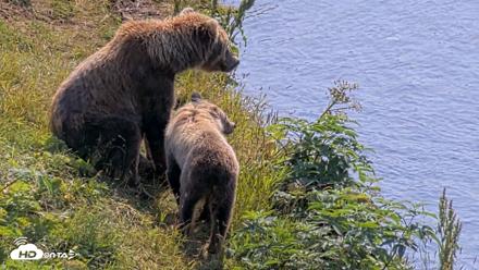 Kodiak Alaska Brown Bears Live Webcam - Aug 8, 2026, 12:30pm AKDT