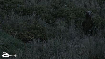 Kodiak Alaska Brown Bears Live Webcam - Sep 23, 2026, 8:46pm AKDT