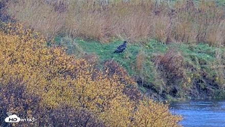 Kodiak Alaska Brown Bears Live Webcam - Oct 12, 2026, 11:58am AKDT