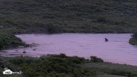 Kodiak Alaska Brown Bears Live Webcam - Jul 13, 2026, 5:18am AKDT