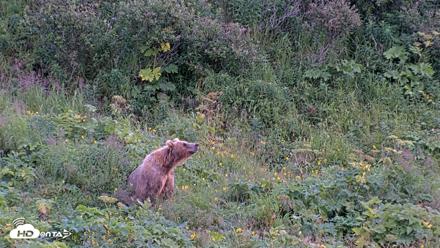 Kodiak Alaska Brown Bears Live Webcam - Aug 14, 2026, 8:54pm AKDT