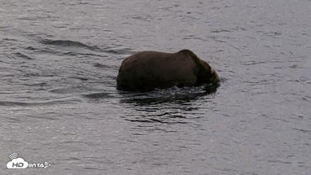 Kodiak Alaska Brown Bears Live Webcam - Aug 20, 2026, 5:45pm AKDT