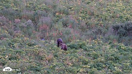Kodiak Alaska Brown Bears Live Webcam - Aug 23, 2026, 9:23pm AKDT