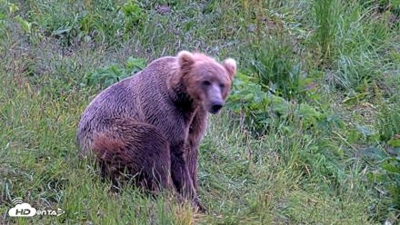 Kodiak Alaska Brown Bears Live Webcam - Jul 22, 2026, 4:23pm AKDT