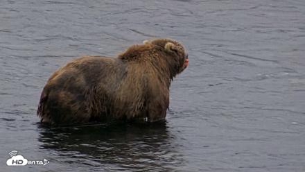 Kodiak Alaska Brown Bears Live Webcam - Aug 3, 2026, 6:41am AKDT