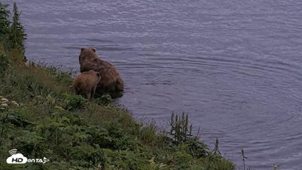 Kodiak Alaska Brown Bears Live Webcam - Jul 27, 2026, 11:00pm AKDT