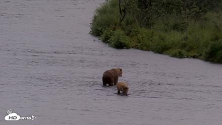 Kodiak Alaska Brown Bears Live Webcam - Jul 21, 2026, 1:06pm AKDT