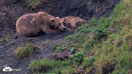 Kodiak Alaska Brown Bears Live Webcam - Aug 17, 2026, 6:52pm AKDT