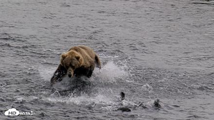 Kodiak Alaska Brown Bears Live Webcam - Aug 9, 2026, 4:01pm AKDT
