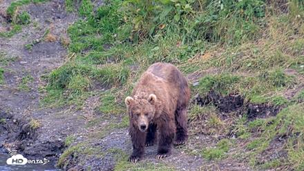 Kodiak Alaska Brown Bears Live Webcam - Aug 7, 2026, 6:28pm AKDT
