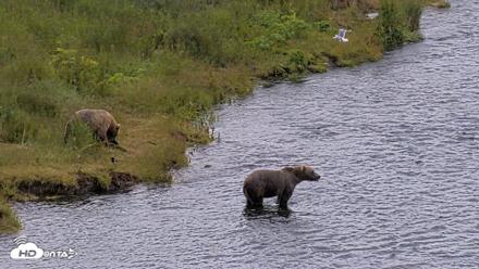 Kodiak Alaska Brown Bears Live Webcam - Aug 2, 2026, 12:21pm AKDT