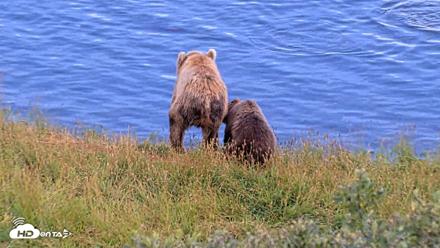 Kodiak Alaska Brown Bears Live Webcam - Aug 11, 2026, 8:18pm AKDT