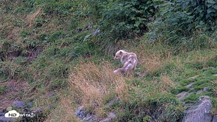 Kodiak Alaska Brown Bears Live Webcam - Aug 20, 2026, 8:11pm AKDT