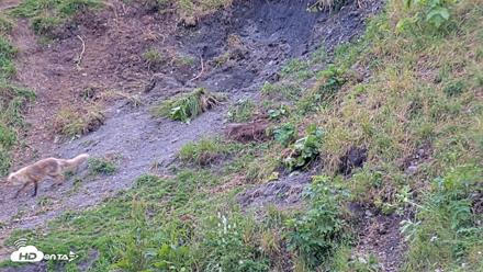 Kodiak Alaska Brown Bears Live Webcam - Aug 7, 2026, 3:46pm AKDT
