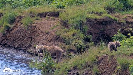Kodiak Alaska Brown Bears Live Webcam - Jul 31, 2026, 1:20pm AKDT