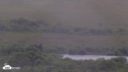 Kodiak Alaska Brown Bears Live Webcam - Jul 21, 2026, 2:26pm AKDT