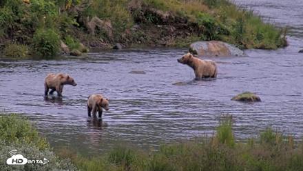Kodiak Alaska Brown Bears Live Webcam - Aug 5, 2026, 6:48am AKDT