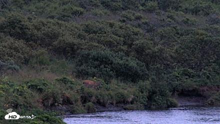 Kodiak Alaska Brown Bears Live Webcam - Aug 18, 2026, 9:52pm AKDT