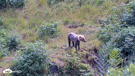 Kodiak Alaska Brown Bears Live Webcam - Aug 6, 2026, 3:06pm AKDT