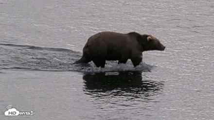 Kodiak Alaska Brown Bears Live Webcam - Aug 20, 2026, 5:43pm AKDT