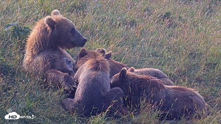Kodiak Alaska Brown Bears Live Webcam - Aug 8, 2026, 8:52am AKDT