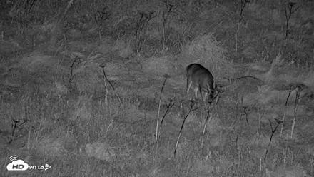 Kodiak Alaska Brown Bears Live Webcam - Oct 7, 2026, 10:51pm AKDT