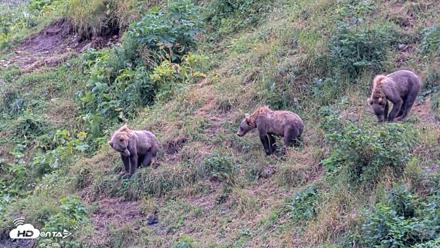 Kodiak Alaska Brown Bears Live Webcam - Aug 14, 2026, 5:50pm AKDT