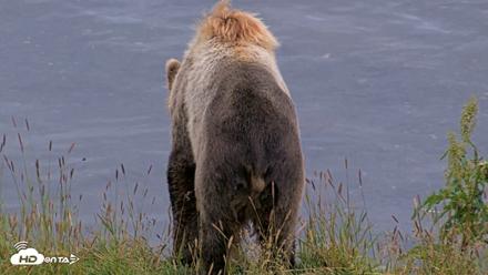 Kodiak Alaska Brown Bears Live Webcam - Aug 5, 2026, 7:09am AKDT