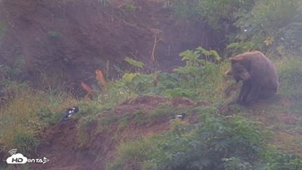 Kodiak Alaska Brown Bears Live Webcam - Aug 13, 2026, 5:01pm AKDT