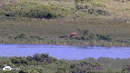 Kodiak Alaska Brown Bears Live Webcam - Jul 25, 2026, 6:58pm AKDT