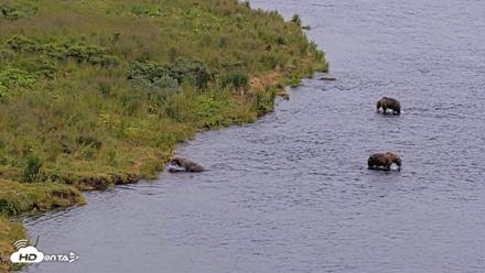 Kodiak Alaska Brown Bears Live Webcam - Aug 9, 2026, 8:59pm AKDT