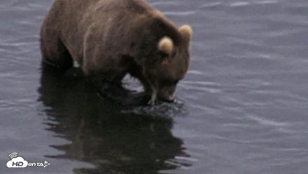 Kodiak Alaska Brown Bears Live Webcam - Aug 6, 2026, 6:21am AKDT